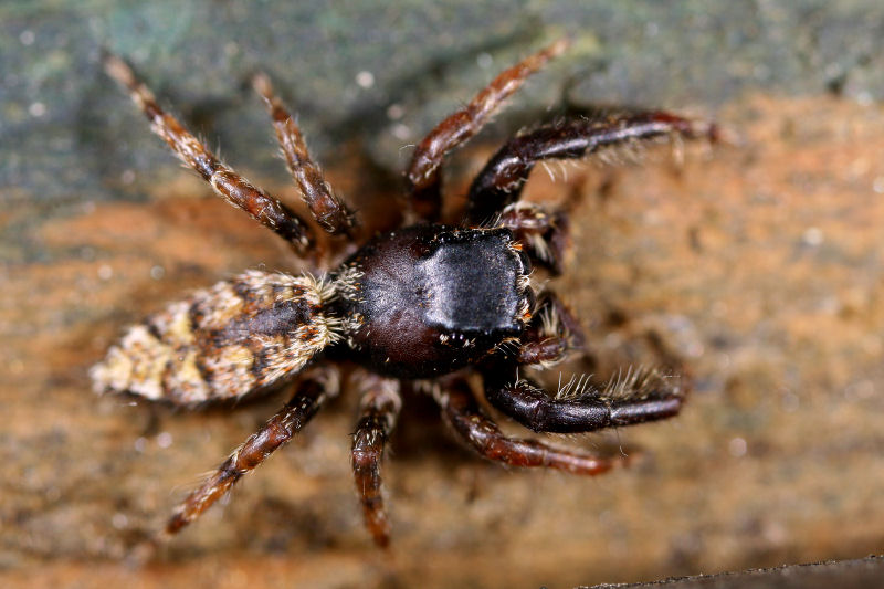 Marpissa muscosa maschio